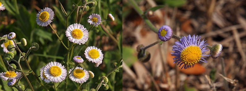 [Two images spliced together. The image on the left has a grouping of white flowers with yellow centers. The white part of the flower appears to be many (50-60?) thin petals. The image on the right has three blooms. The bloom in the middle is fully opened. The other two blooms have petals which are tightly wrapped against the yellow center. Even though the petals are fully closed, they are so short that the yellow center is visible and this is evident on the bloom on the left which faces the camera.]